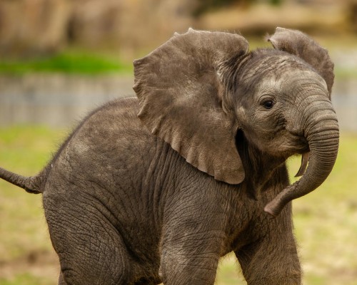 Los cinco grandes de África