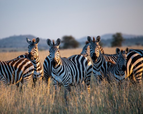 Imprescindibles del Parque Nacional Serengeti