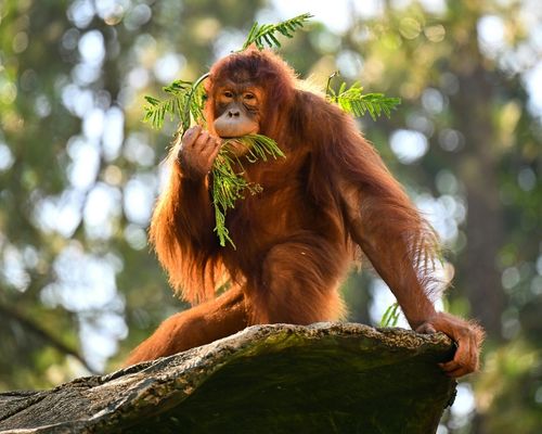 Orangutanes en Borneo