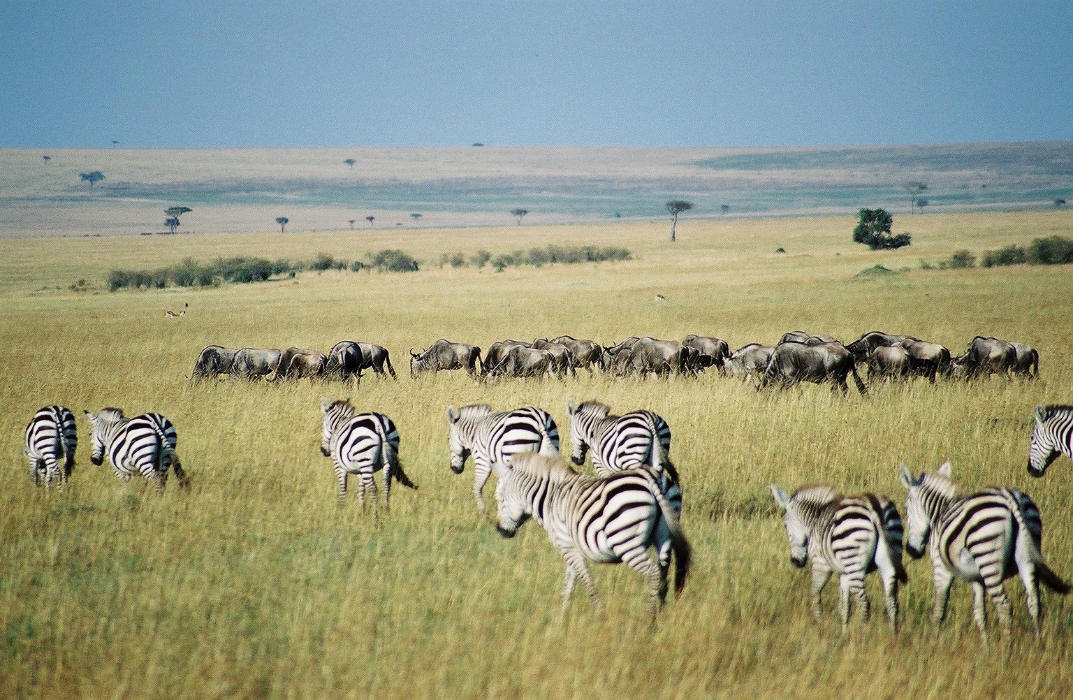 Reserva Nacional Masái Mara