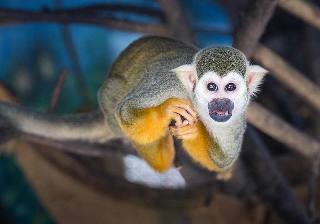Mono en el Parque Nacional Manuel Antonio