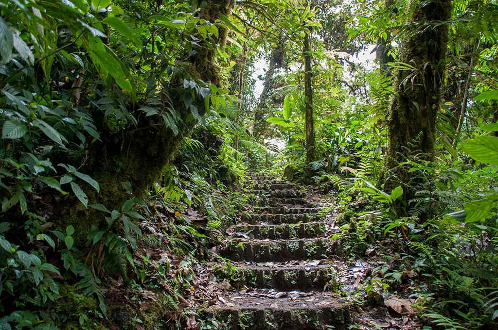 Bosque Nuboso Monteverde en Costa Rica