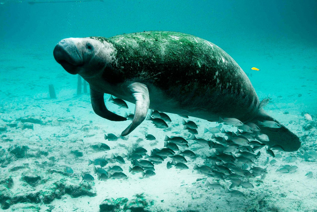 Golfo de Mannar