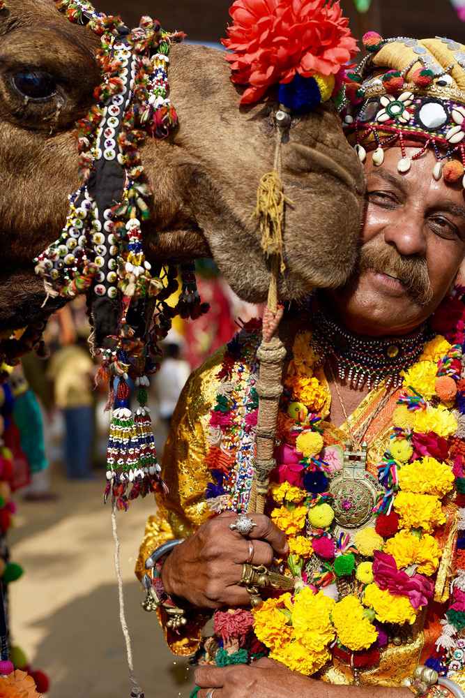Bikaner - Festival del camello