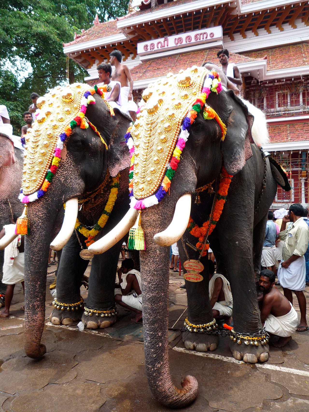 Festival de Elefantes de Jaipur