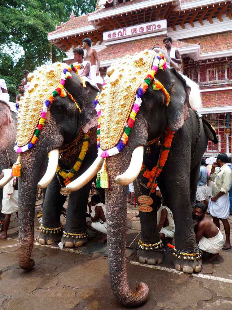Festival de Elefantes de Jaipur